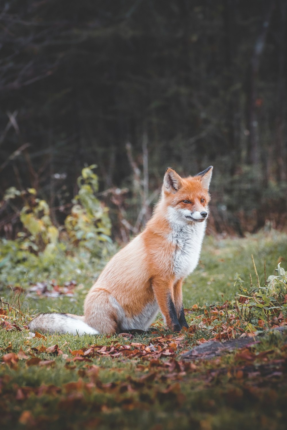 Renard brun sur l’herbe verte pendant la journée