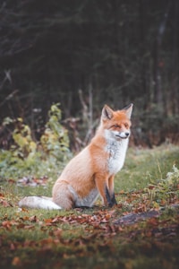 Red Fox 2