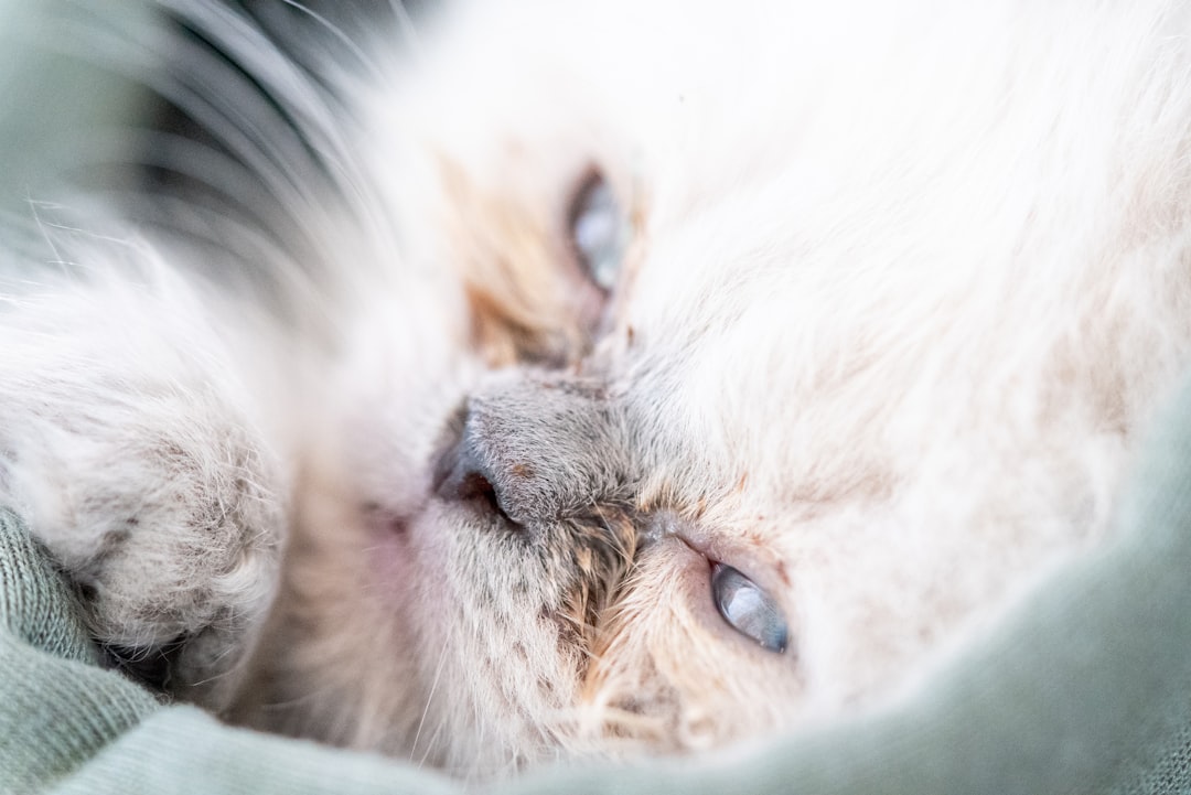 white and brown long fur cat