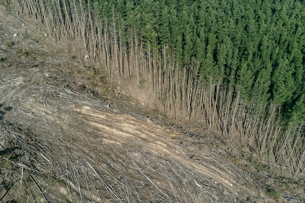 green trees on brown soil