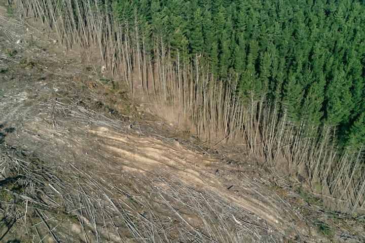 EU Green Deal: How the EU is tackling deforestation & forest degradation with new deforestation-free supply chain laws