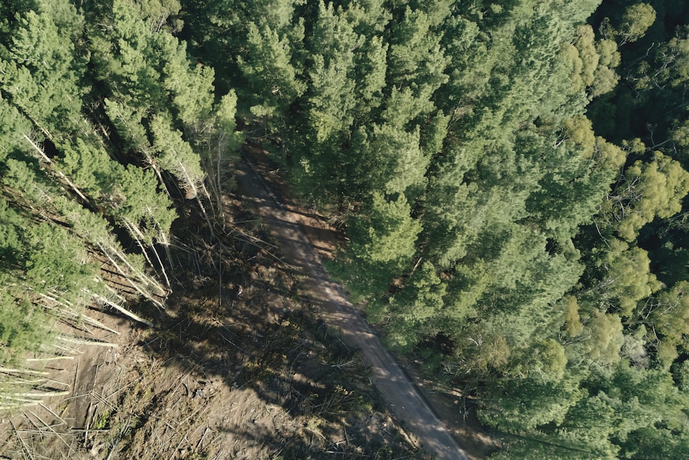 green trees on brown soil