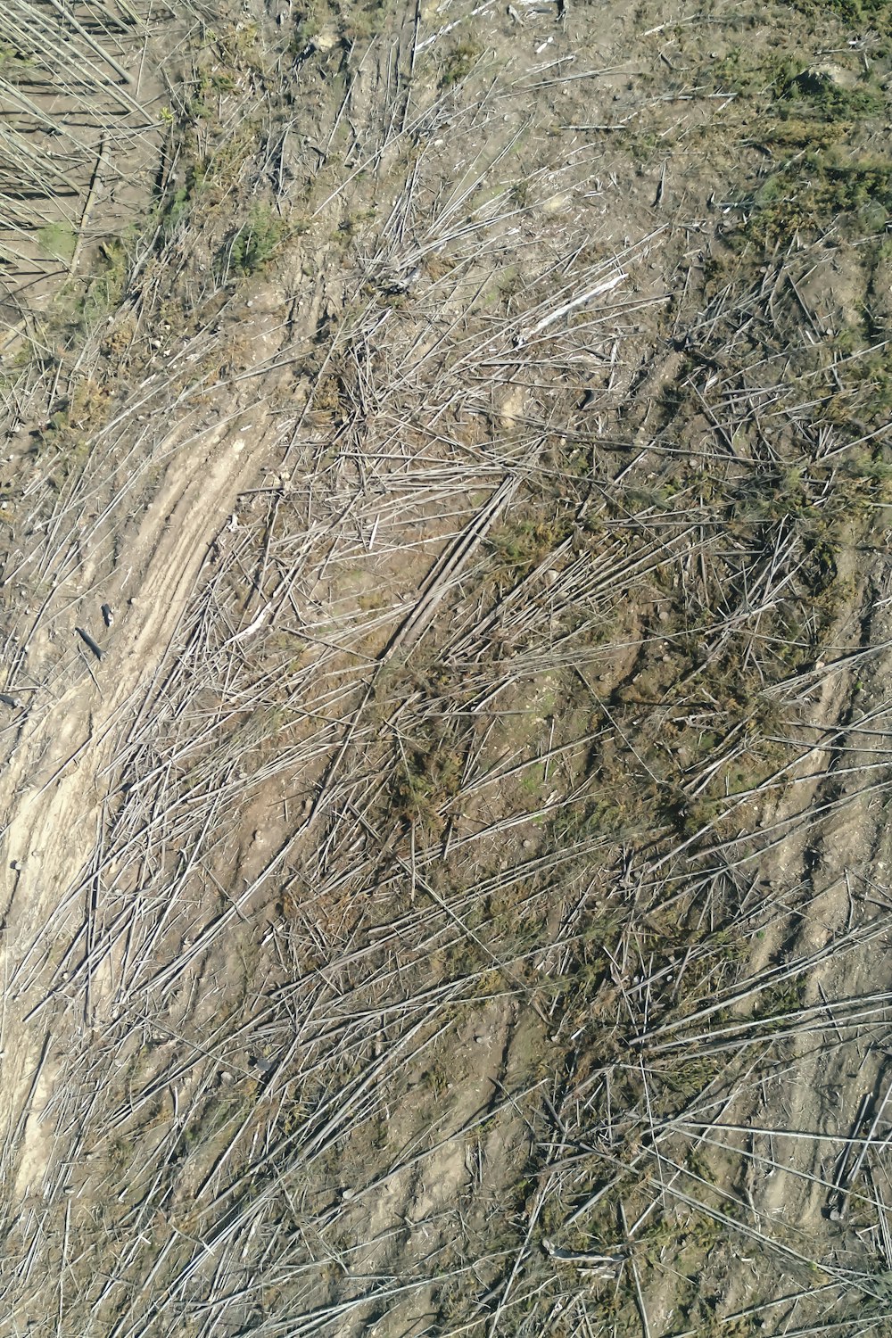 brown and green grass on brown soil