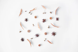 brown and black butterflies on white surface