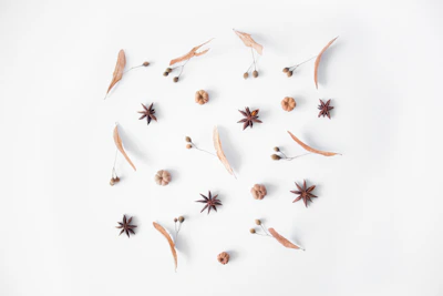 brown and black butterflies on white surface