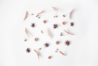 brown and black butterflies on white surface