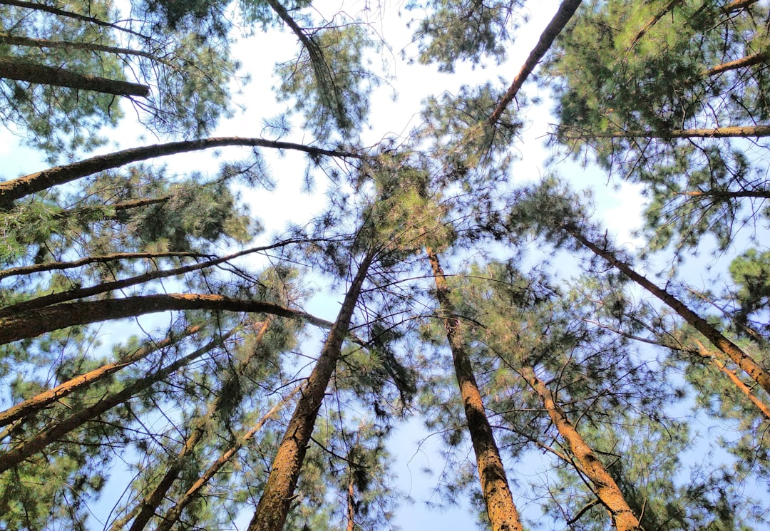 Forest photo spot Vagamon Kolukkumalai