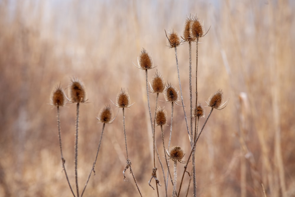 brown wheat in close up photography