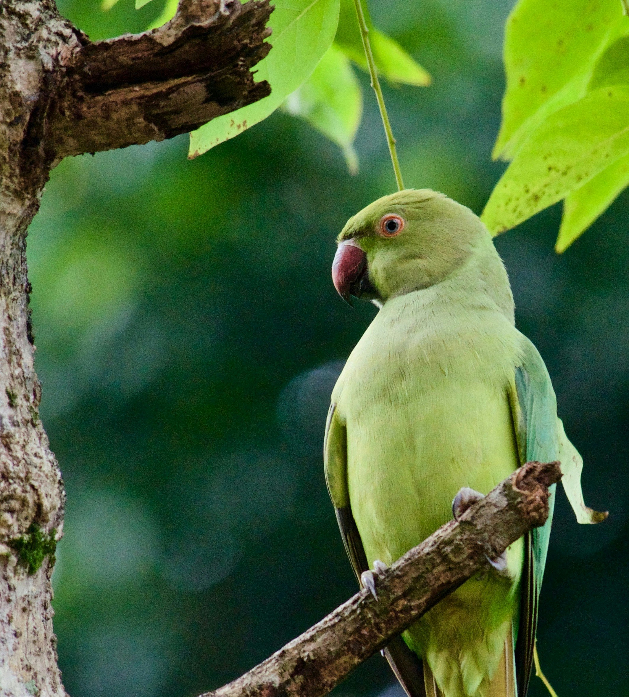 Photo by nilugunaratne