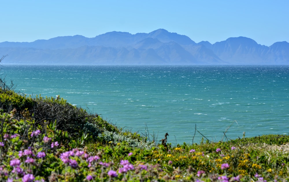 purple flower near body of water during daytime