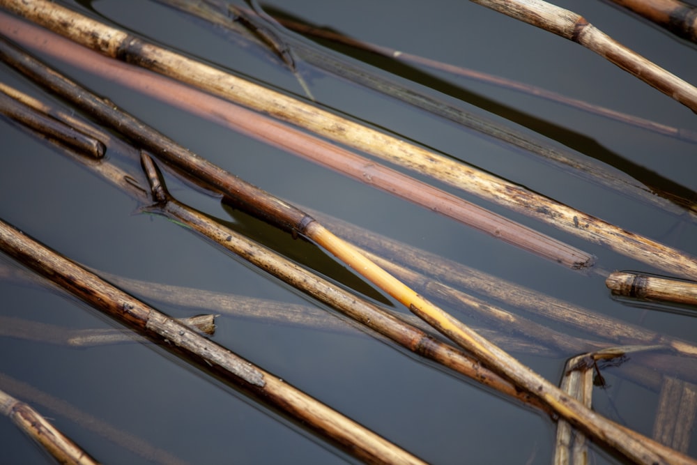 brown wooden stick on water