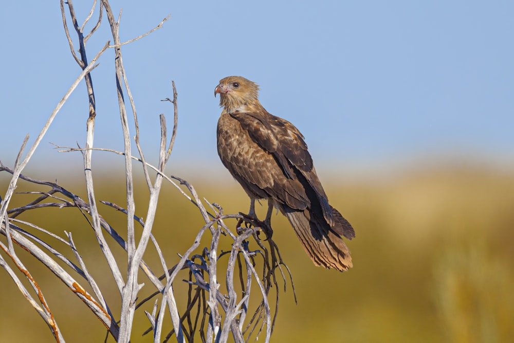 brown bird perched on brown tree branch during daytime