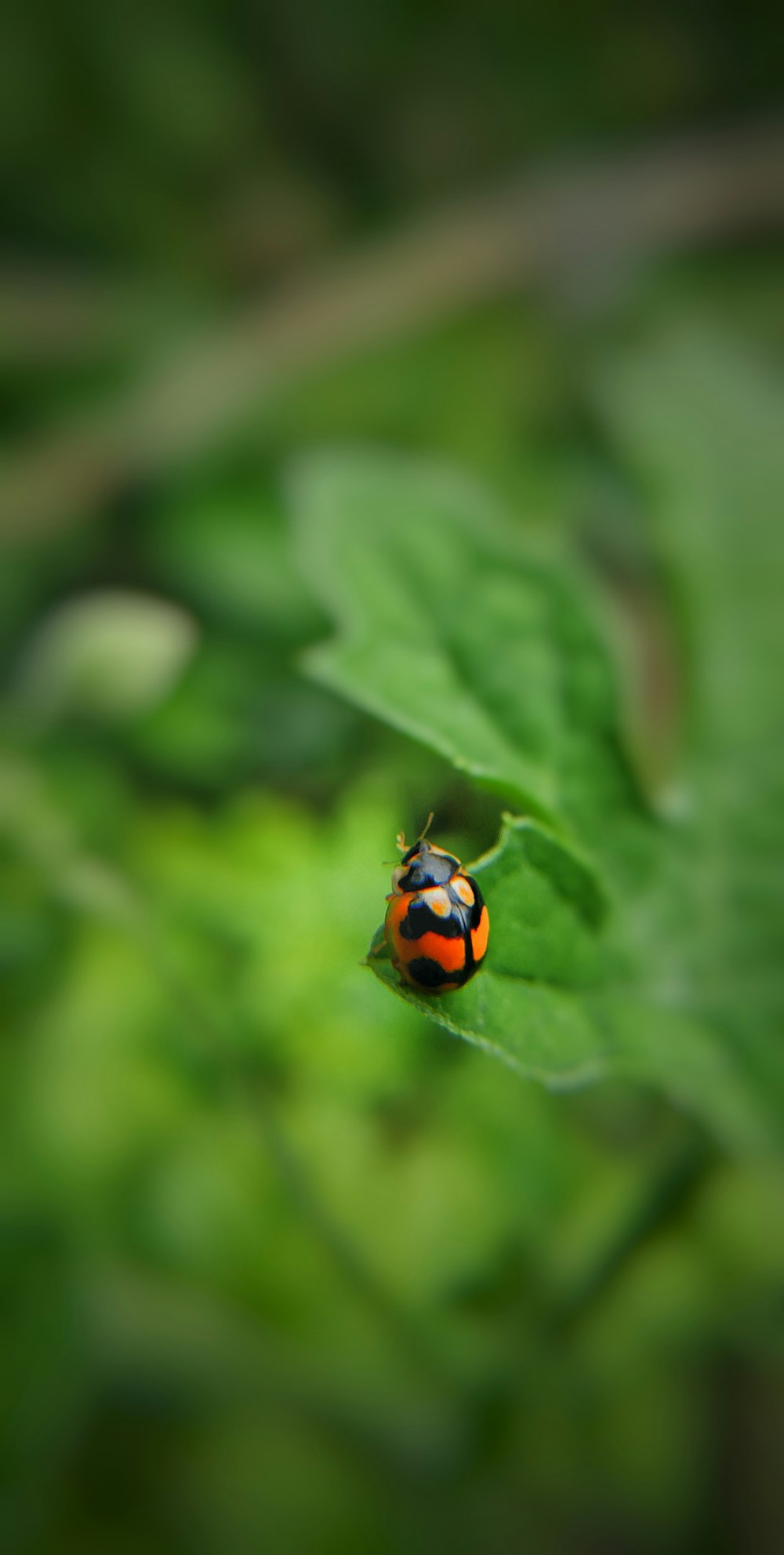 red and black ladybug on green leaf