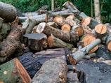 A pile of freshly cut logs and tree trunks of various sizes is scattered in a forested area. The logs have visible growth rings and a mix of rough and smooth textures. The surrounding environment is lush with greenery and dense foliage.