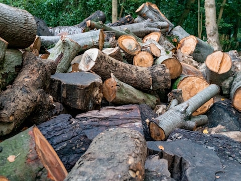 A pile of freshly cut logs and tree trunks of various sizes is scattered in a forested area. The logs have visible growth rings and a mix of rough and smooth textures. The surrounding environment is lush with greenery and dense foliage.