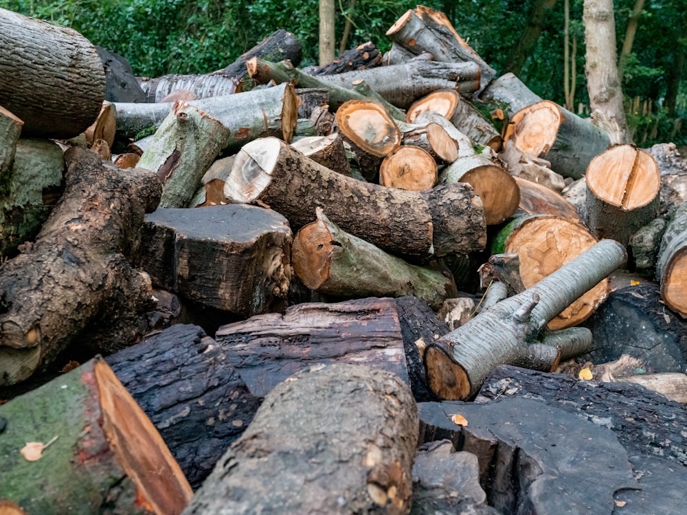 brown and gray wood logs