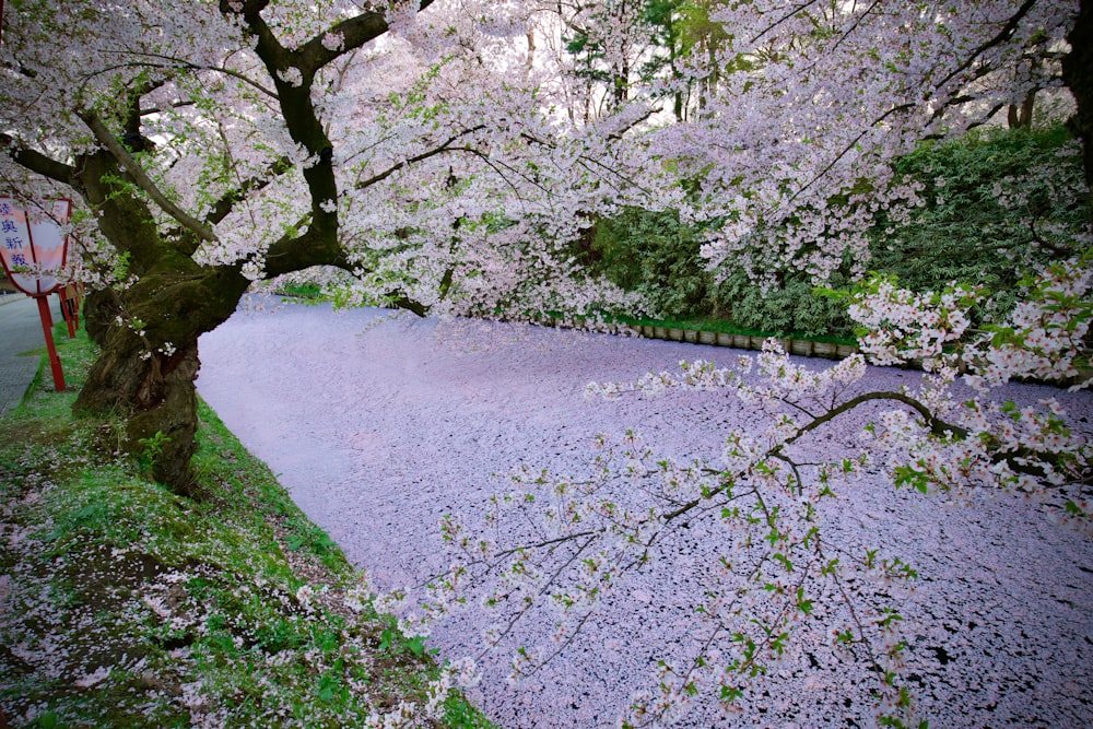 gray concrete pathway between green grass and trees