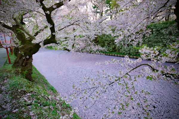 Exploring Hirosaki's Traditional Cuisine