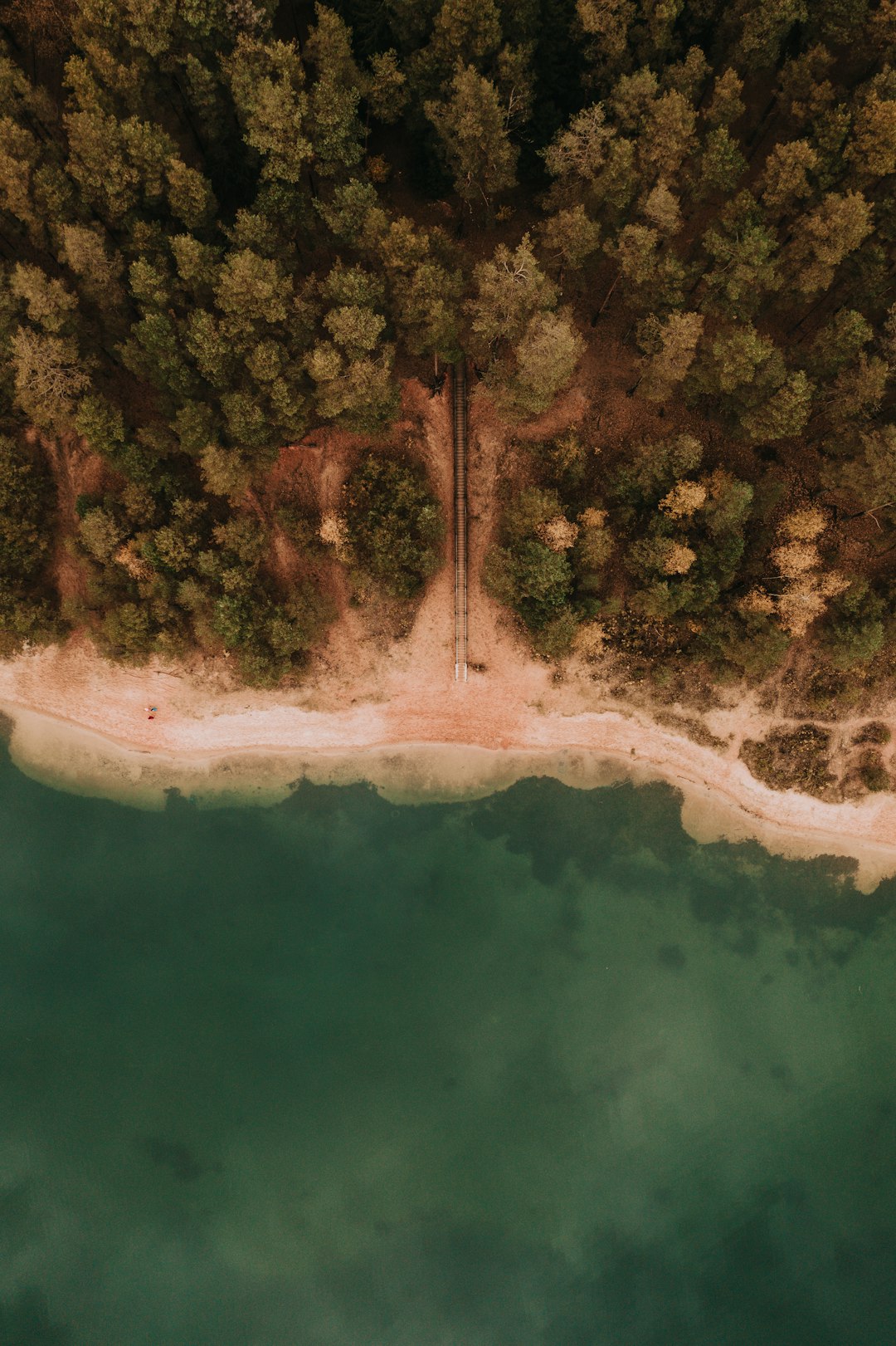 aerial view of green and brown trees beside body of water during daytime