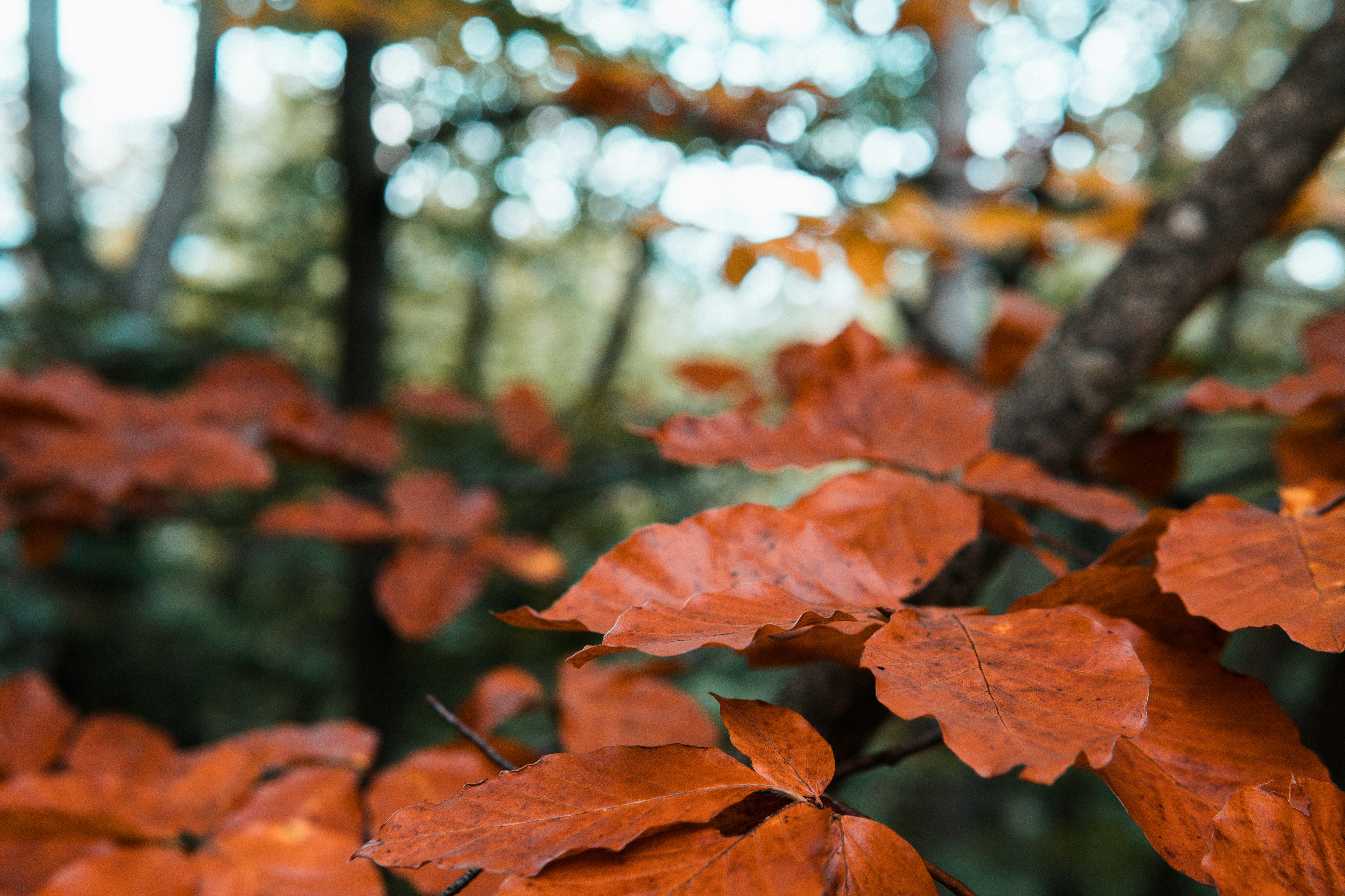 Photo by georgebakos