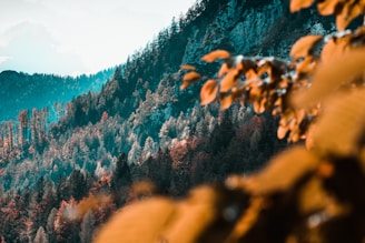 Vibrant mountain landscape with dense forests in autumn colors, featuring blurred branches in the foreground and a clear sky above.