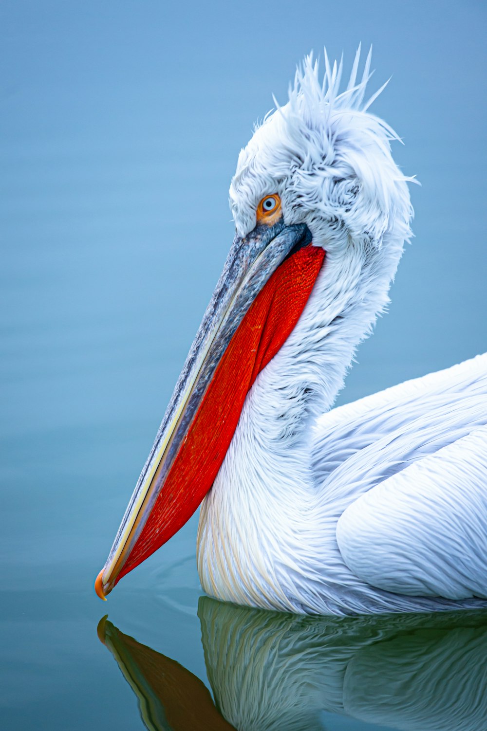 white pelican on body of water during daytime