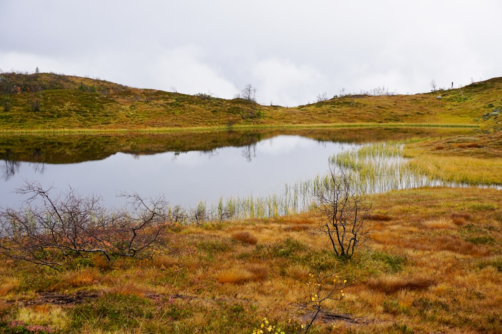 green grass near lake under white sky during daytime