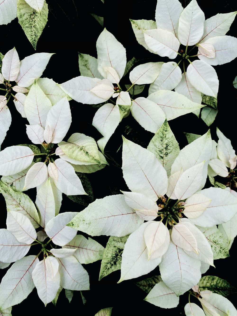 green and white leaves in close up photography