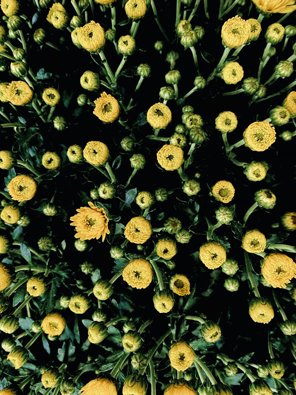 white and black flower field