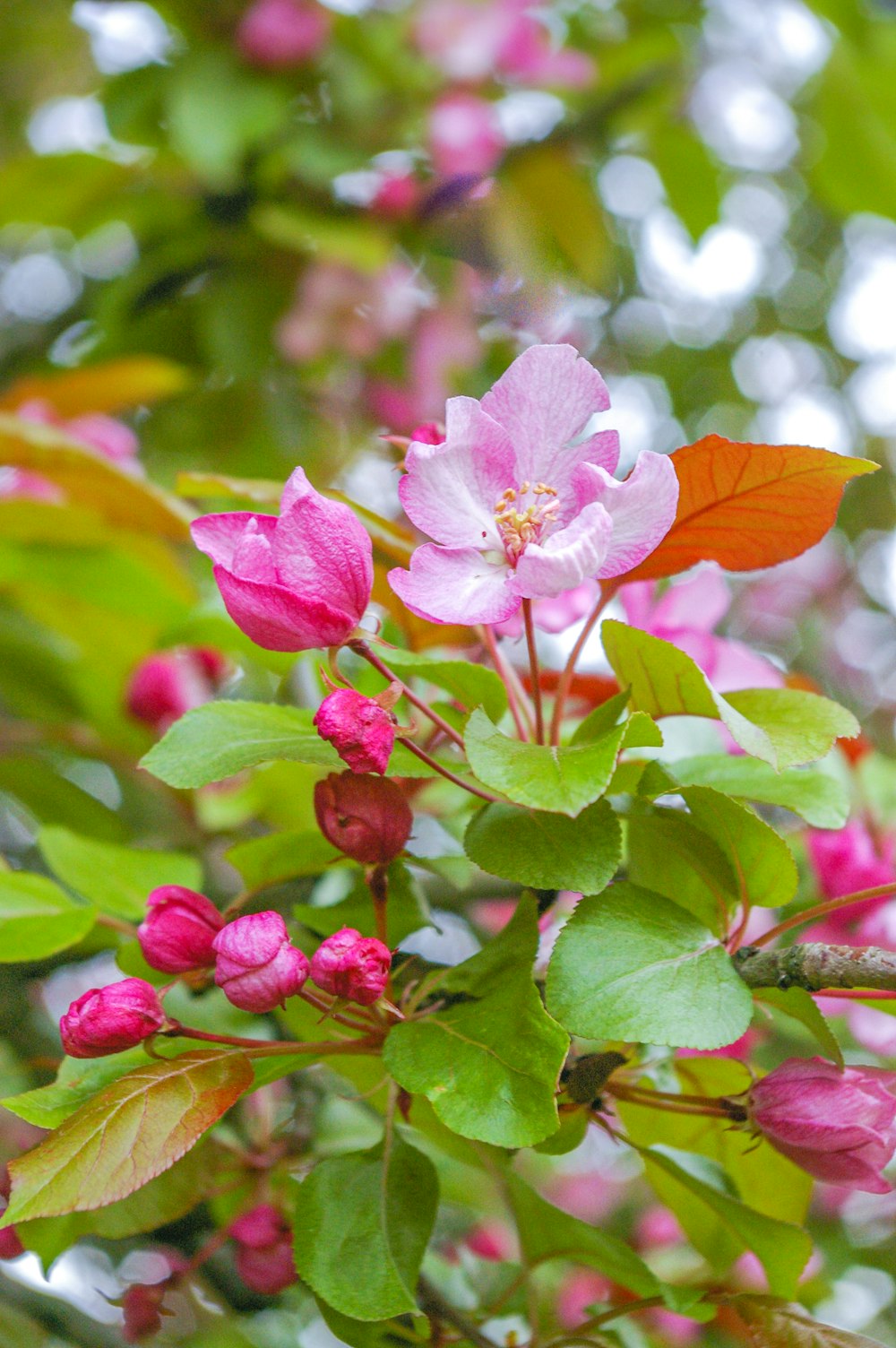 pink and white flower in tilt shift lens