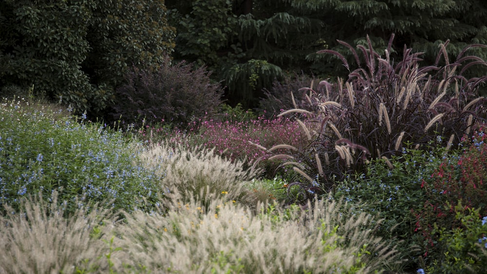 green grass and green plants