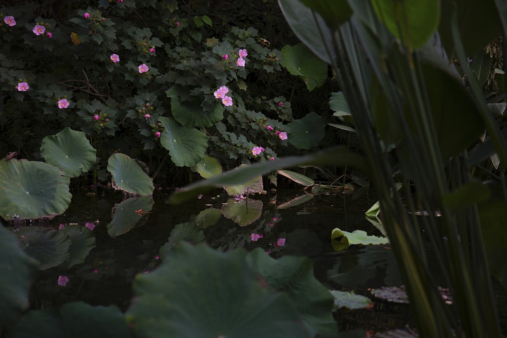 pink flowers with green leaves