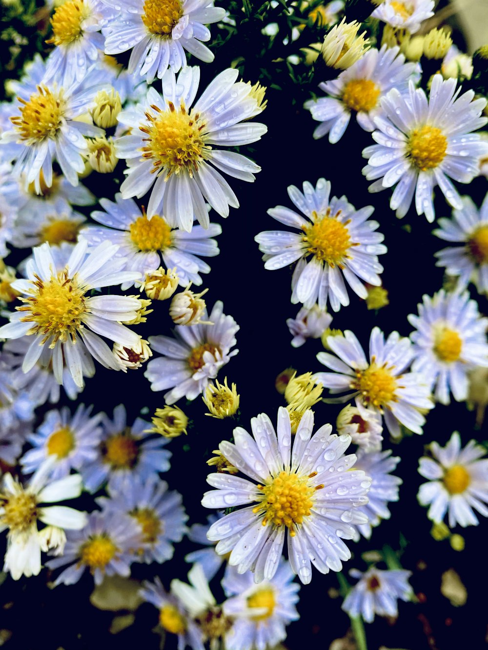 weiße und violette Blüten auf schwarzem Hintergrund