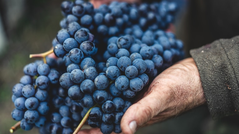 A farmer’s hands gently holding a cluster of freshly harvested grapes.