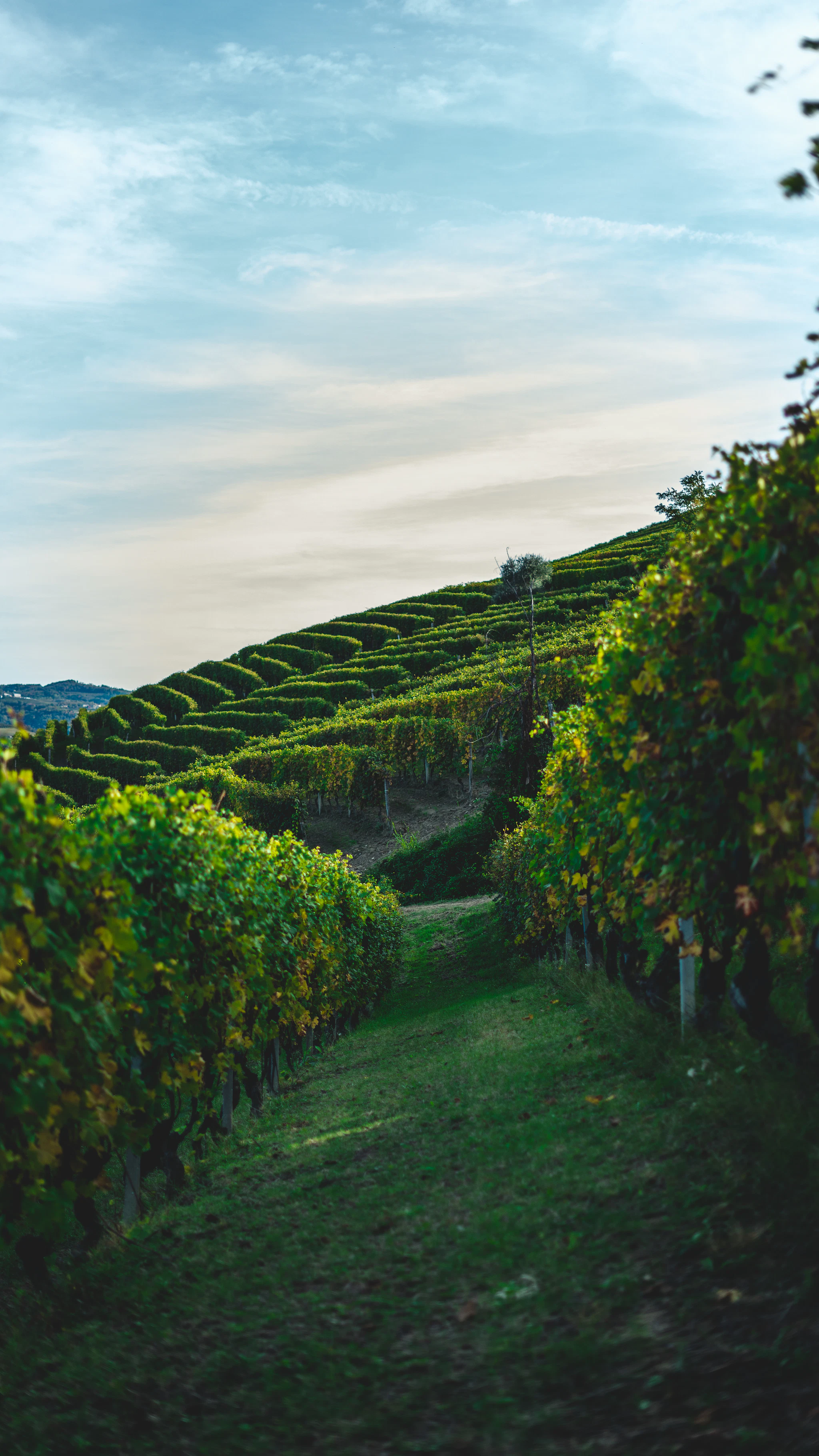 Colli Orientali del Friuli