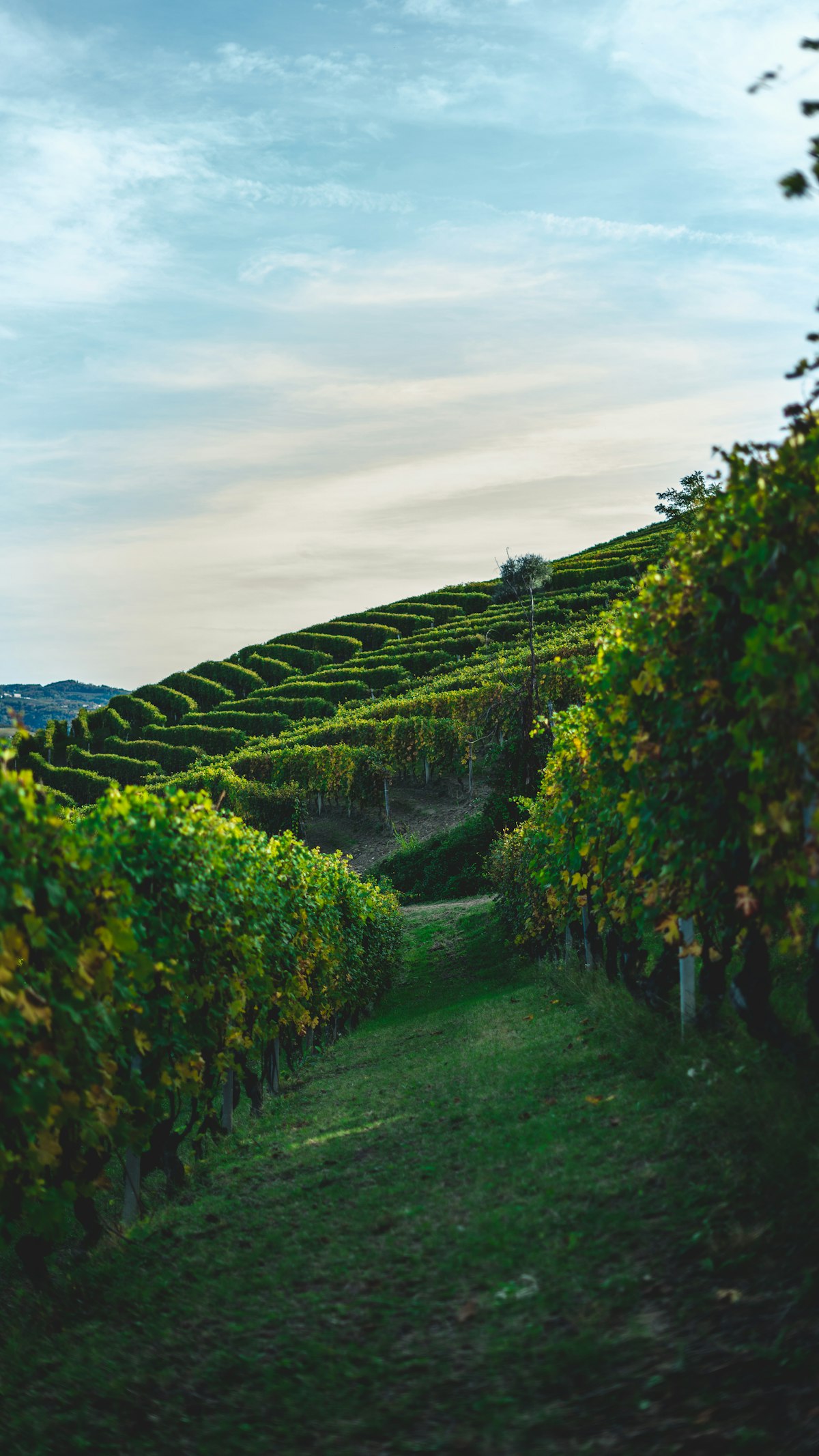 Vignoble de Madiran avec collines des Pyrénées en arrière-plan