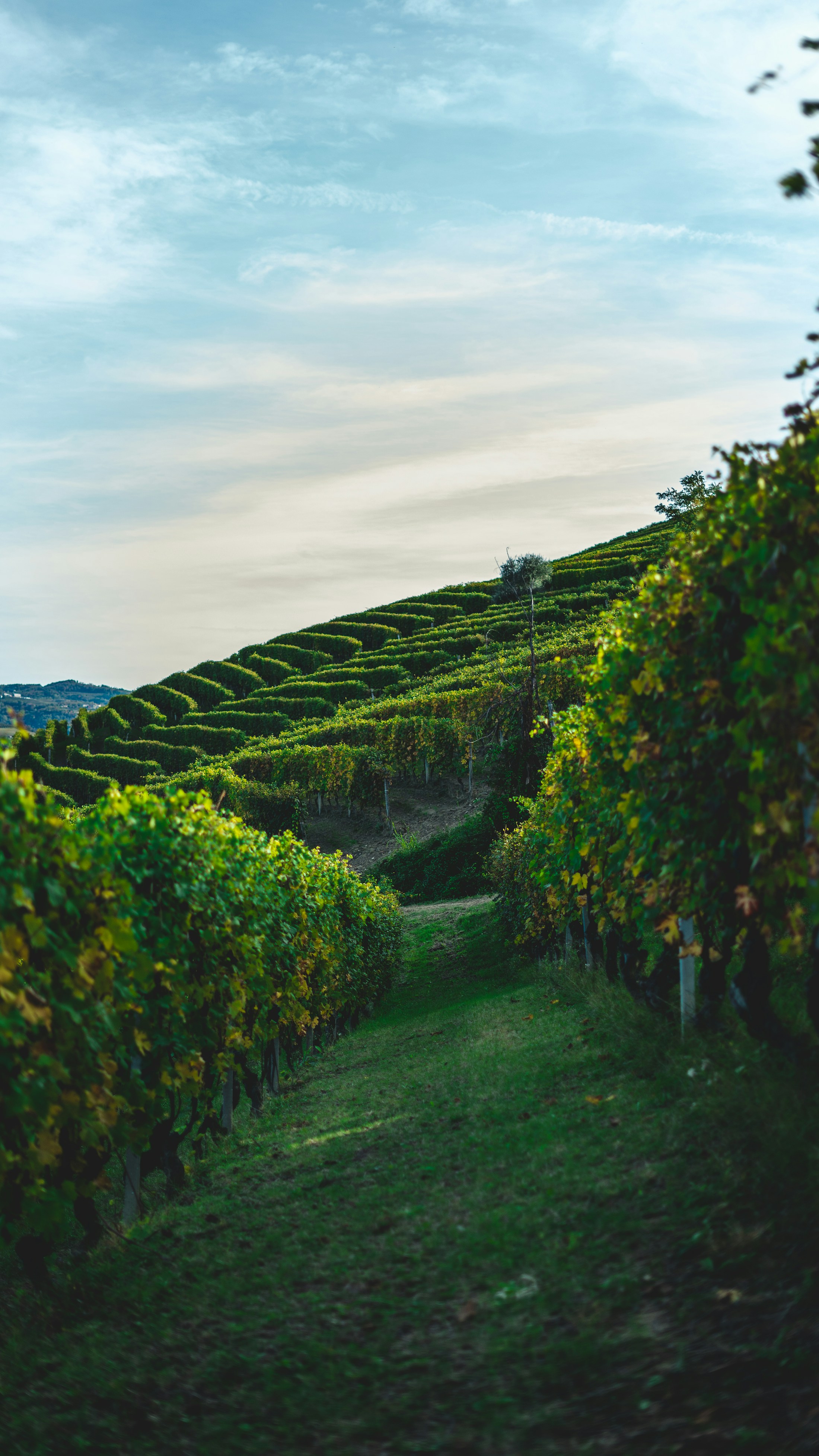 Terraced vineyard worked across a hillside