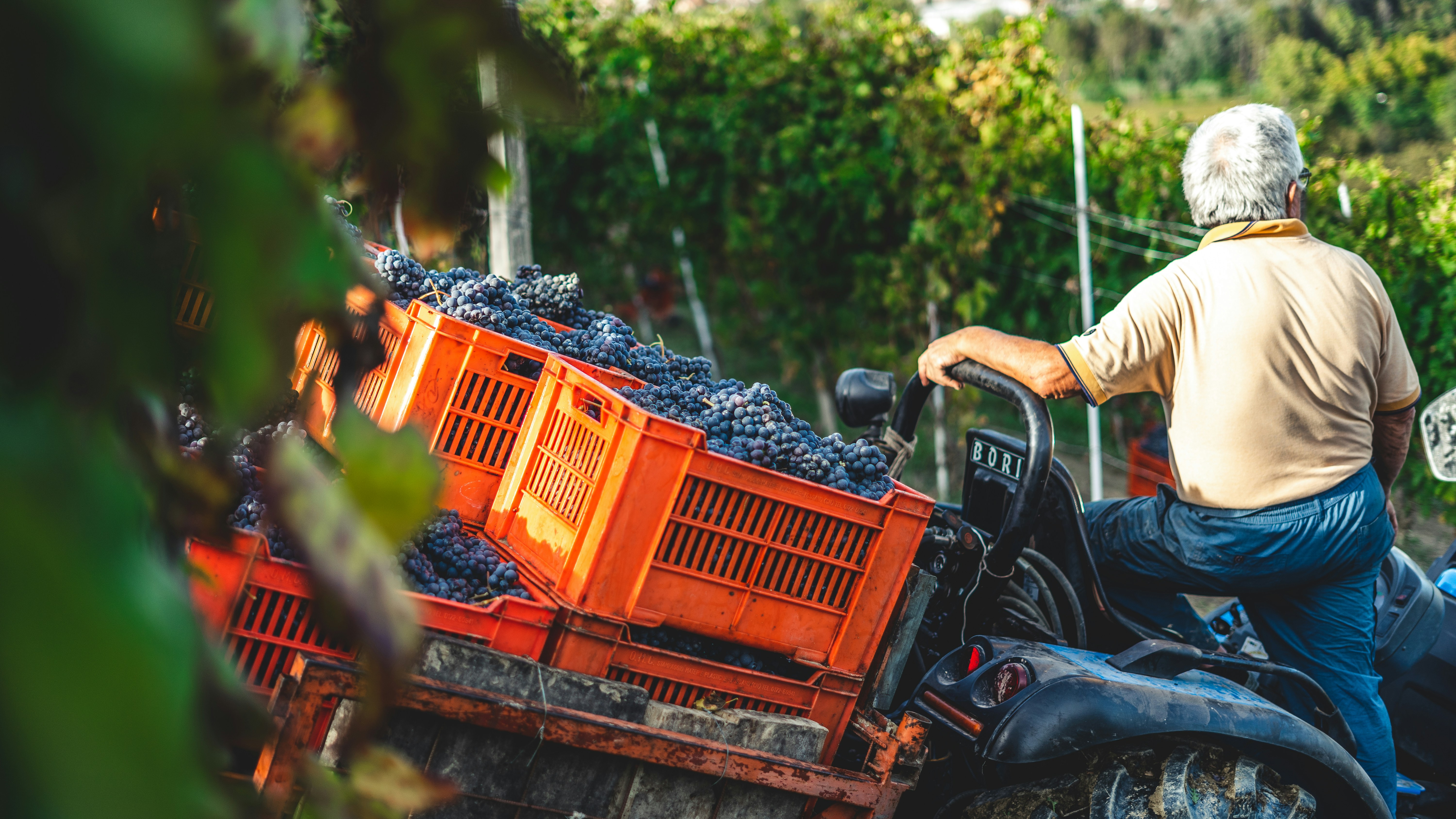 person riding on red and black ride on lawn mower during daytime, Harvesting Nebbiolo grapes in Serralunga, Italy. Grapes will be used in the process to make Barolo, one of the most famous red wine.