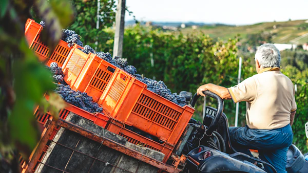 Vignoble de l'appellation Saint-Chinian en Languedoc