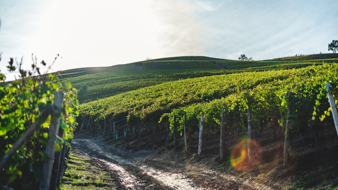 Harvesting Nebbiolo grapes in Serralunga, Italy. Grapes will be used in the process to make Barolo, one of the most famous red wine.