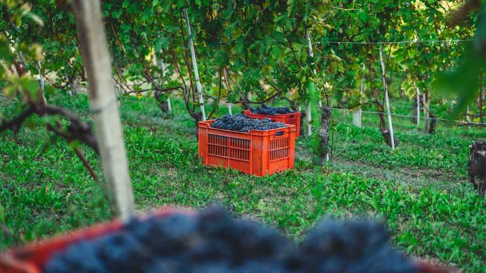 Caisse en plastique rouge sur un champ d’herbe verte