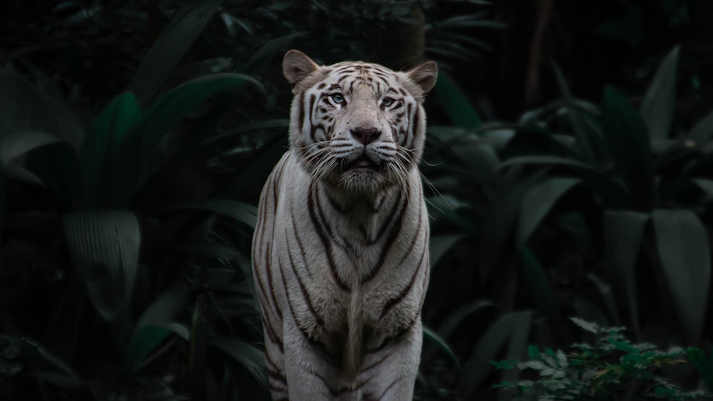 Brauner und schwarzer Tiger auf dem Boden liegend