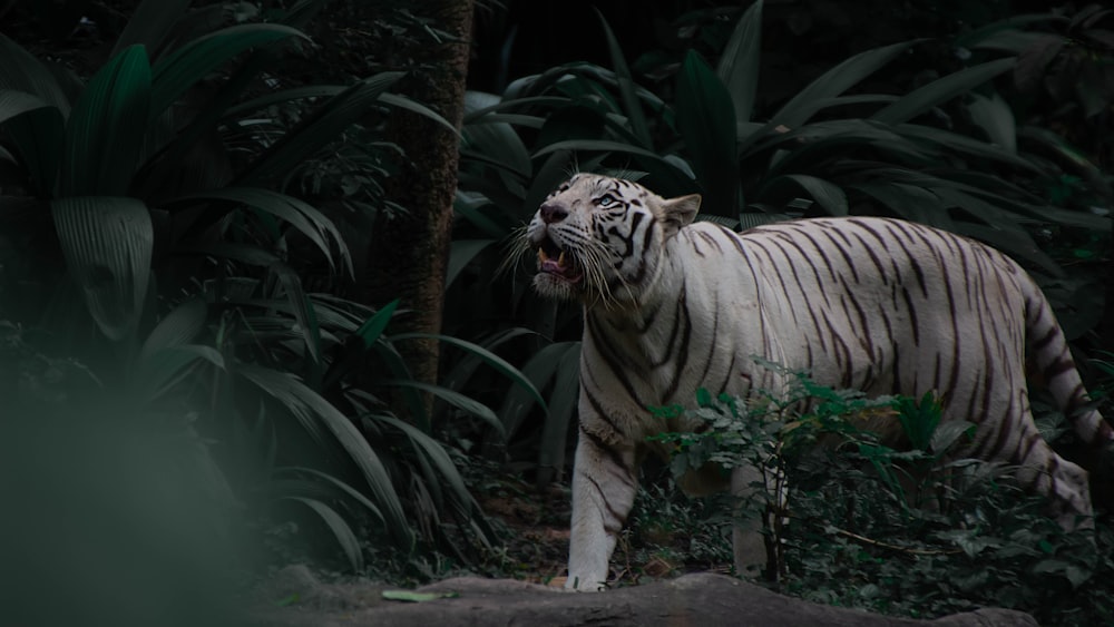 white and black tiger on brown wooden log