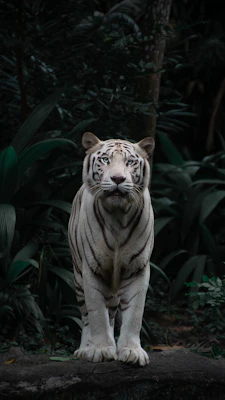 Singapore Zoo river safari night wildlife park