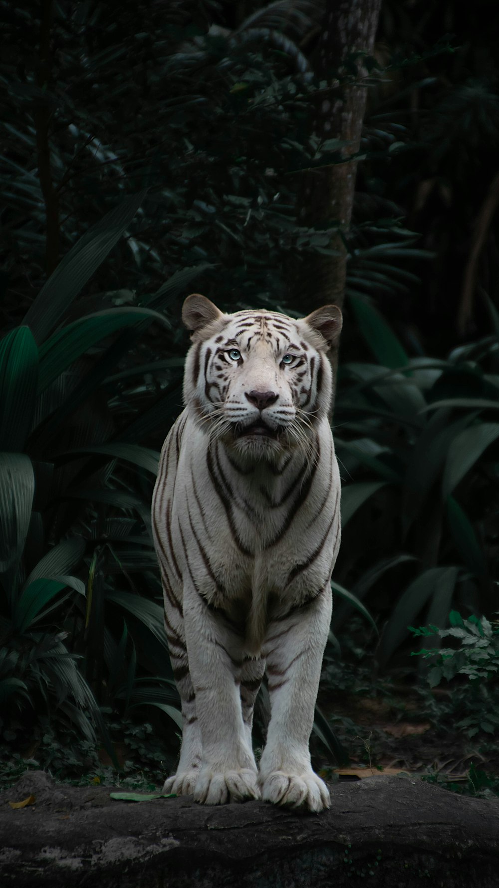 Brauner und schwarzer Tiger auf dem Boden liegend