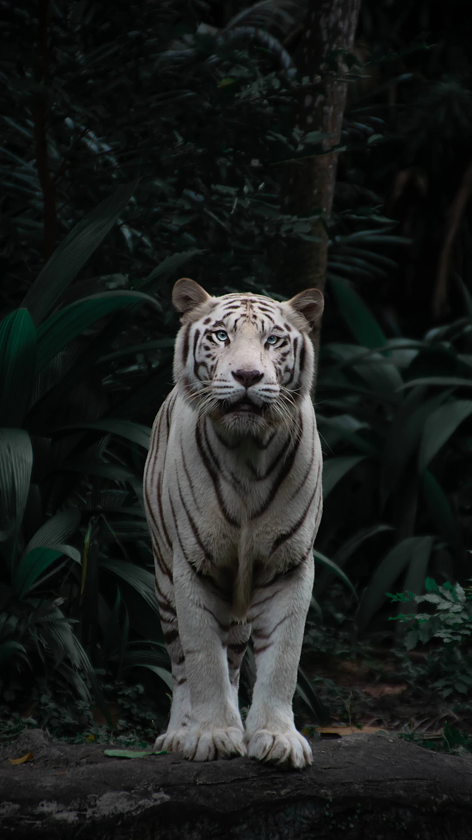 Corbett tiger reserve, Uttarakhand