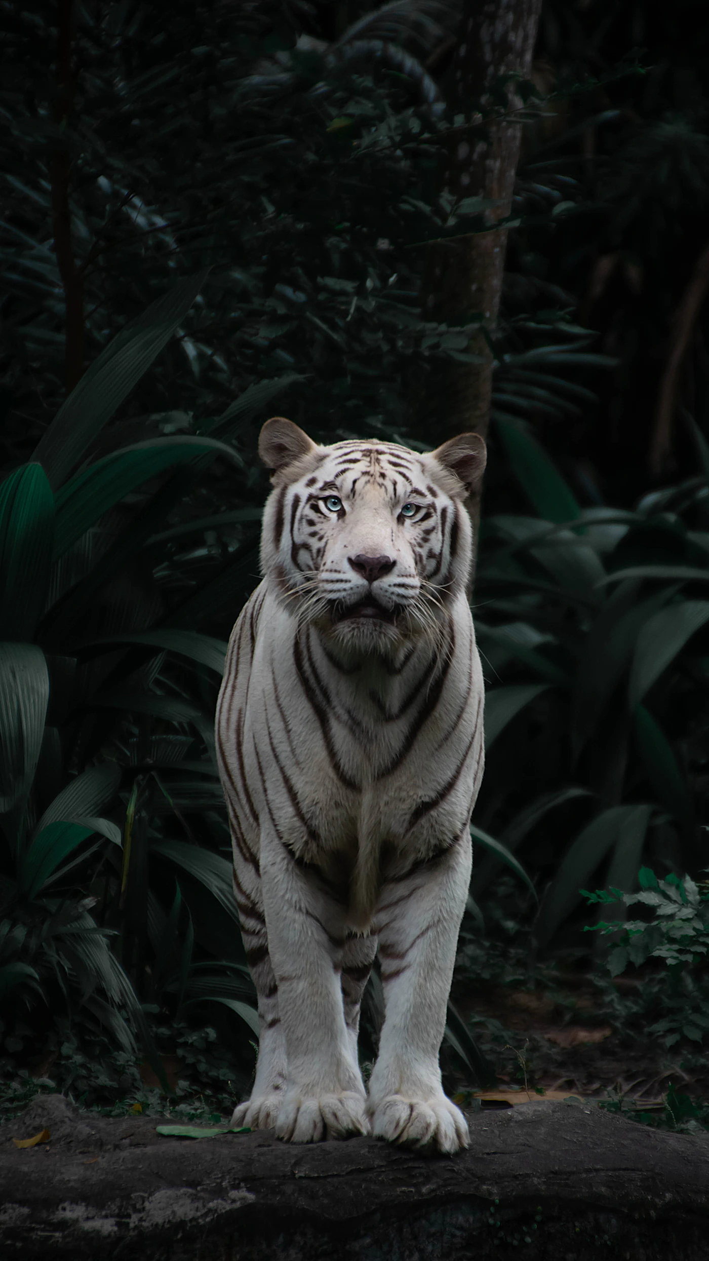 Pantanal — foto 2