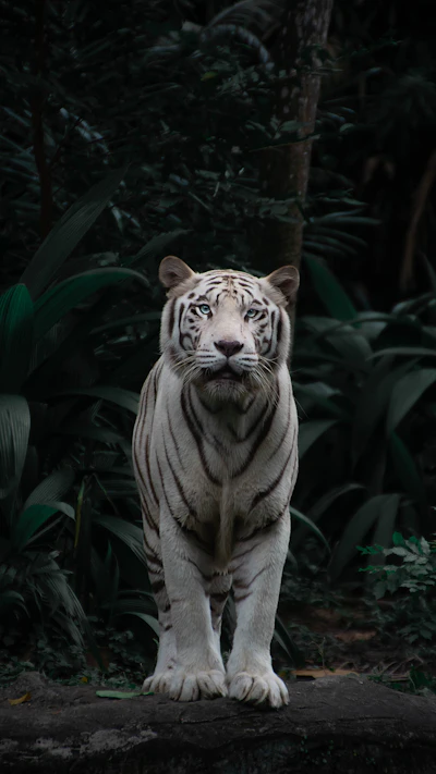 Instagram Guest Lion Photo