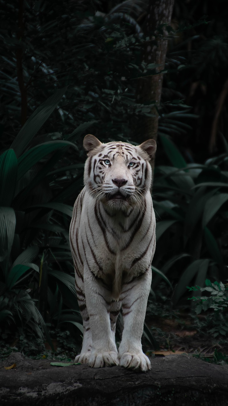 Tiger drinking water from a river