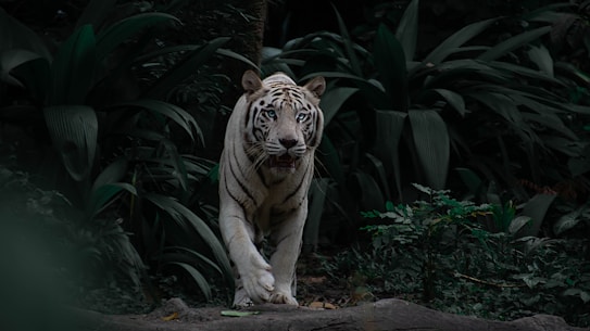 A majestic white tiger prowls through a dense jungle, surrounded by towering green foliage. Its piercing blue eyes and black stripes create a striking contrast against its white fur. The light filtering through the leaves casts shadows that add to the depth and mystery of the scene.